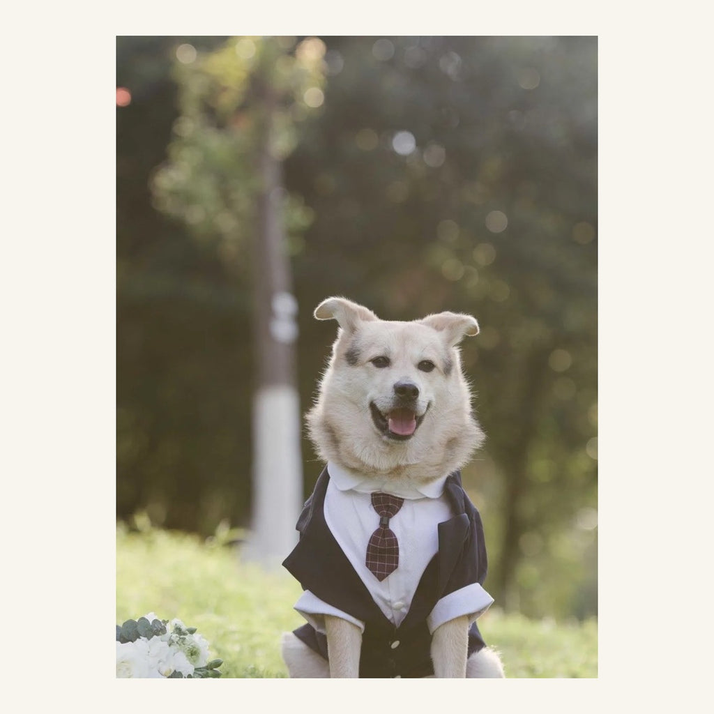 The Winston Tailored Pet Tuxedo