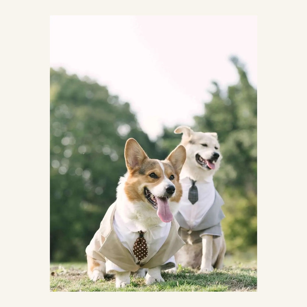 The Winston Tailored Pet Tuxedo